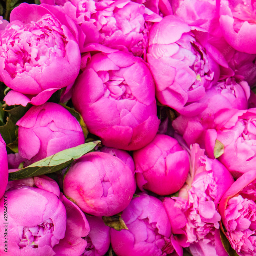 bright pink peony buds for sale at a farmers market bright pink peony buds for sale at a farmers market
