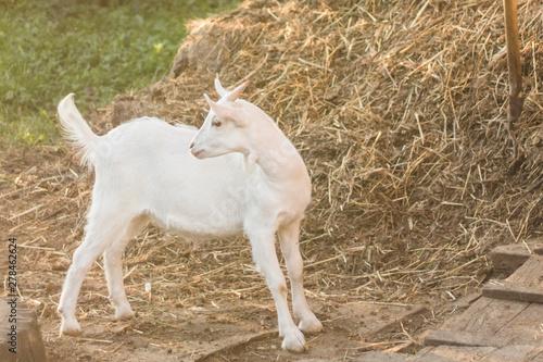 Goat on the farm. Animal in the pen. Livestock farm. Hay for feeding goats. Farm goods. Natural product