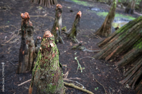 Cypress Knees In Florida Swamp