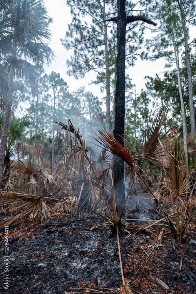 Trees Smoking From Controlled Burn Trees Smoking From Controlled Burn