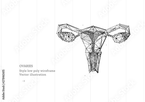Vászonkép Female uterus and ovaries abstract scientific background, reproductive organs tr