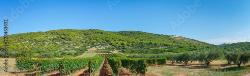 Panoramic landscape view of vineyards and olive orchard in hilly green island inland during a bright summer day, Vis island, Croatia, Europe