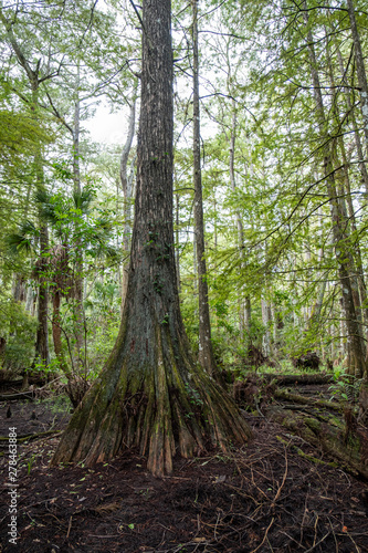 Cypress Trees In Florida Swamp