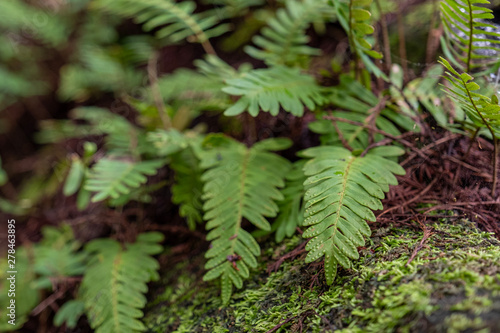 Closeup Of Fern In Forest