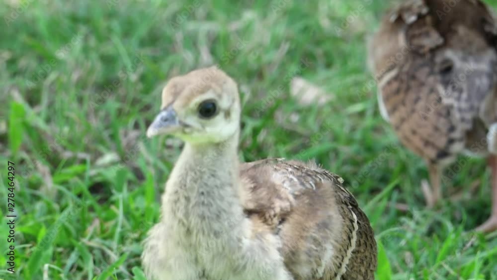 Close up shot of baby peacock peacock on meadow Close up shot of baby peacock peacock on meadow