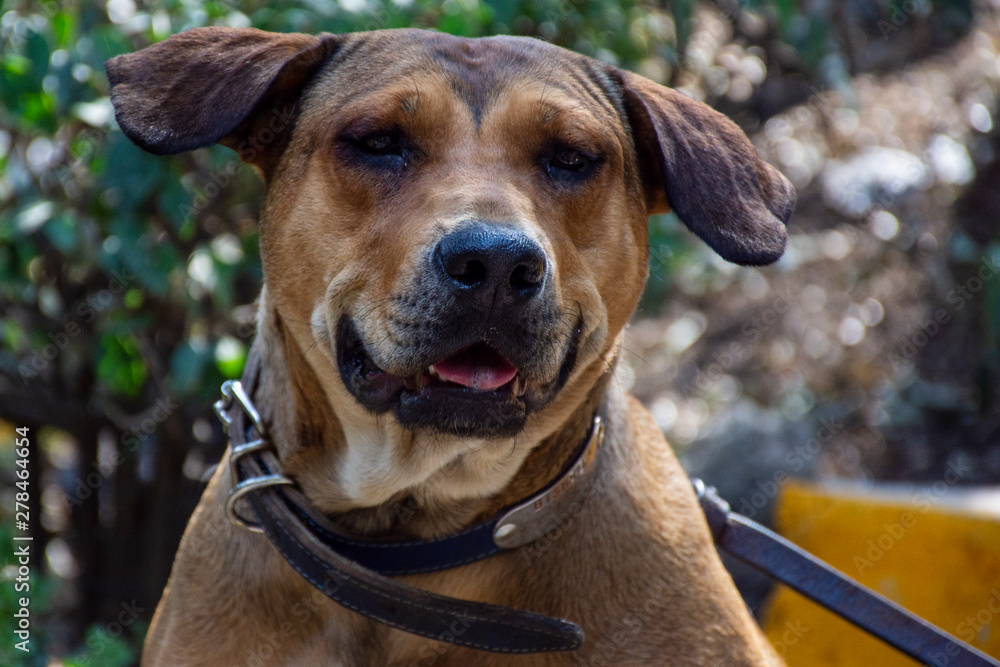 Adorable perro criollo - mestizo - sin raza, color café, disfrutando del  jardín Stock Photo | Adobe Stock