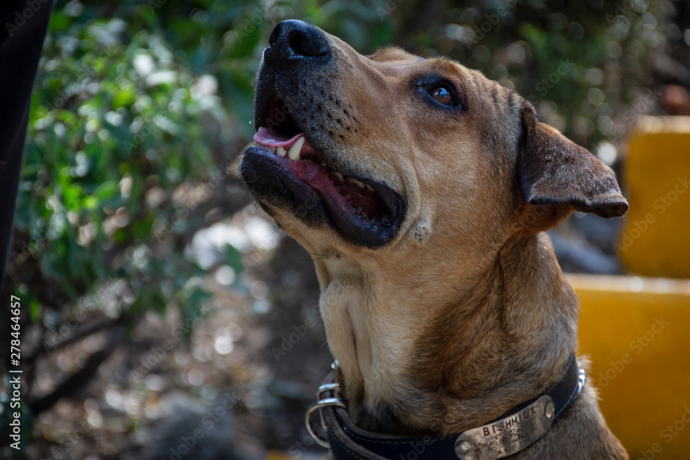 Adorable perro criollo - mestizo - sin raza, color café, disfrutando del  jardín Stock Photo | Adobe Stock