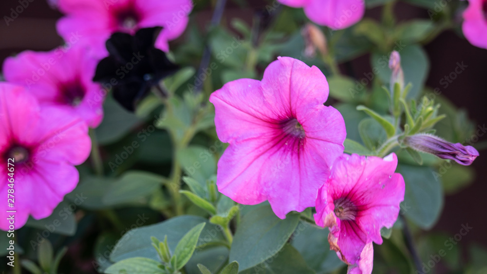 Pink Flowers Pink Flowers