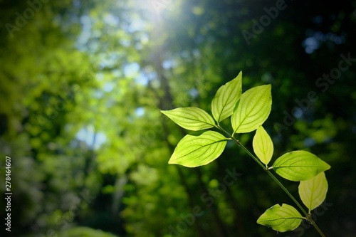 green leaves of tree