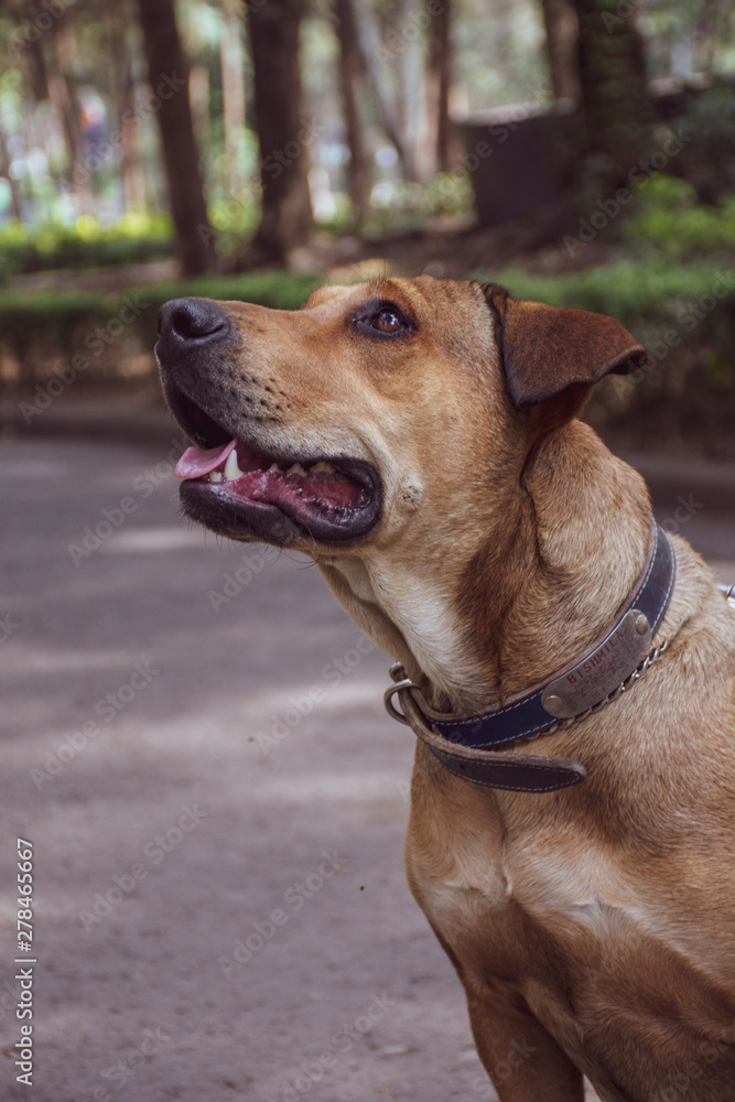 Adorable perro criollo - mestizo - sin raza, color café, disfrutando del jardín