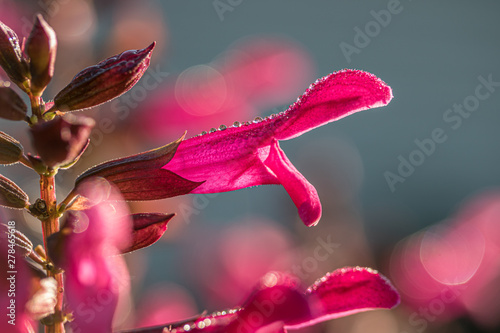 Morning dew on pink salvia flowers