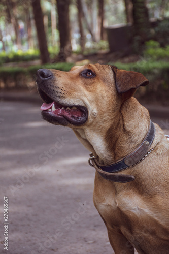 Adorable perro criollo - mestizo - sin raza, color café, disfrutando del jardín