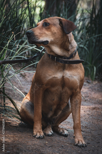 Adorable perro criollo - mestizo - sin raza, color café, disfrutando del jardín