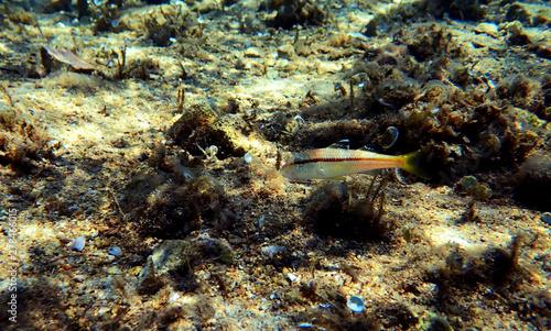 Freckled colorful goatfish - (Upeneus tragula)