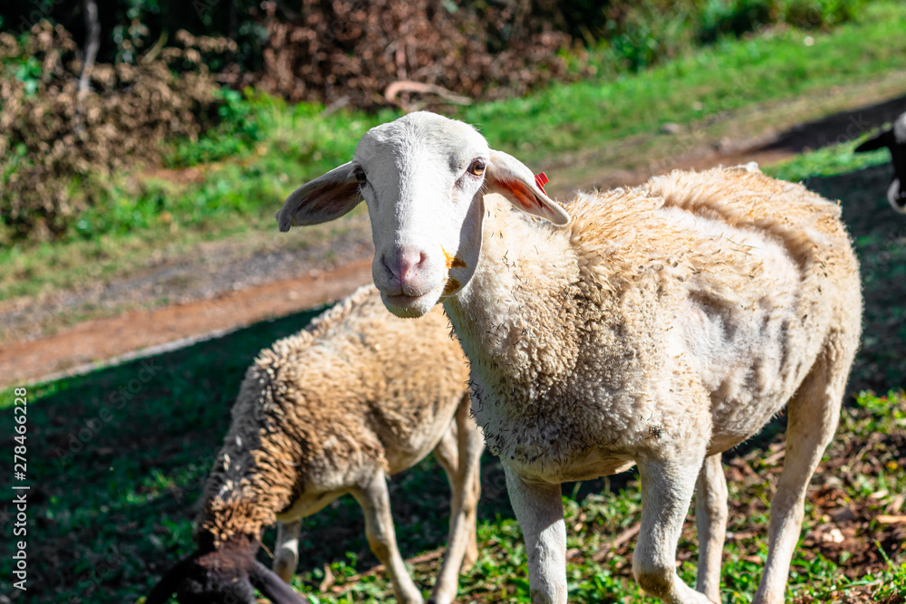 Fototapeta premium Sheeps grazing in green pastures