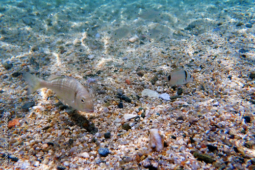 Gilt-head bream Fish, underwater shoot photo