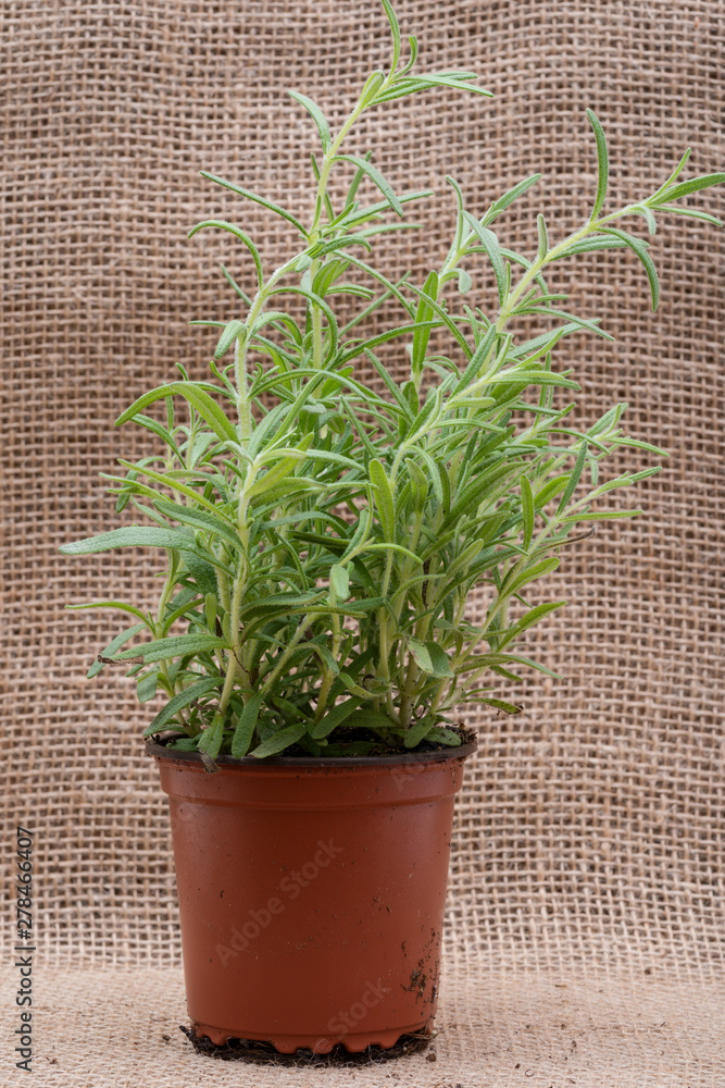 Potted Organic Rosemary Plant with roots in fertilized soil isolated on