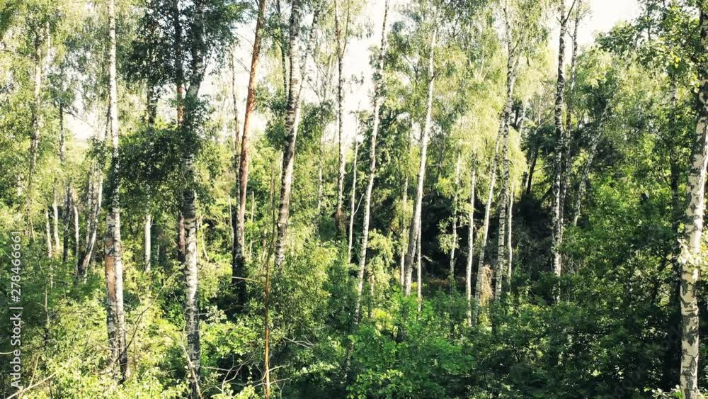The camera flies among the trees in a dense wild forest. Summer morning. The camera flies among the trees in a dense wild forest. Summer morning.