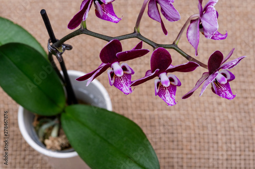 Blooming Mini Velvet Burgundy  Phalaenopsis Orchid Plant isolated on natural burlap background. Moth Orchids. Tribe: Vandeae. Order: Asparagales. photo