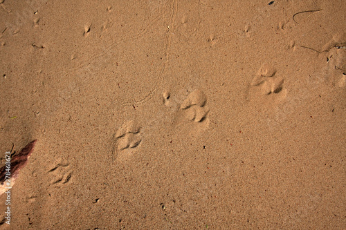 Small animal tracks in the sand in Grand Canyon National Park, Arizona.