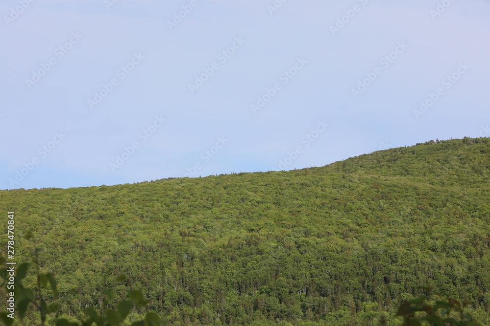 Obraz premium green field and blue sky
