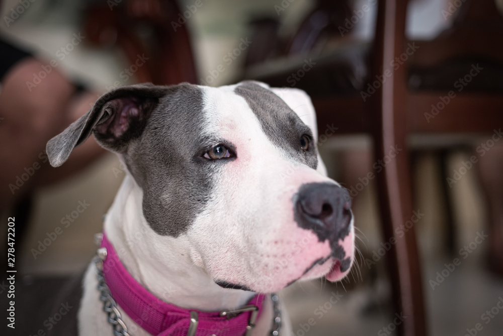 Pitbull dog looking attentively. Dangerous dog in home Pitbull dog looking attentively. Dangerous dog in home