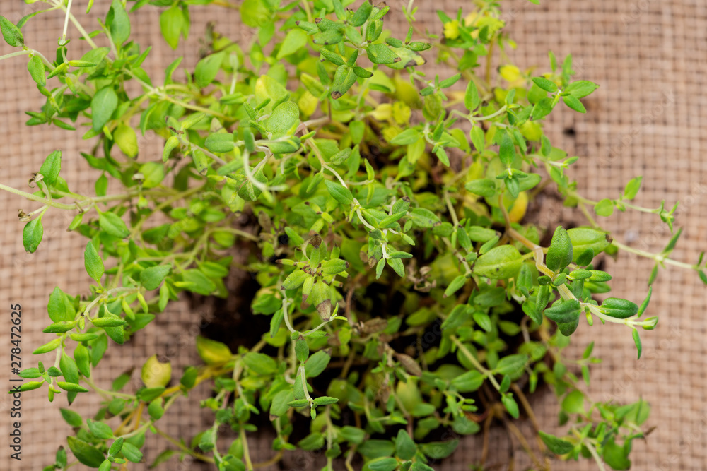 Organic Thyme Plant with roots in fertilized soil  isolated on natural burlap background. Thymus vulgaris in the mint family Lamiaceae.