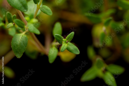 Wallpaper Mural Macro shot of Organic Thyme Plant stalks and leaves on black soil background. Thymus vulgaris in the mint family Lamiaceae. Torontodigital.ca