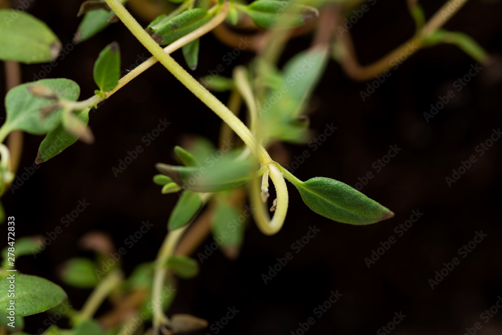 Macro shot of Organic Thyme Plant stalks and leaves on black soil background. Thymus vulgaris in the mint family Lamiaceae. Macro shot of Organic Thyme Plant stalks and leaves on black soil background. Thymus vulgaris in the mint family Lamiaceae.