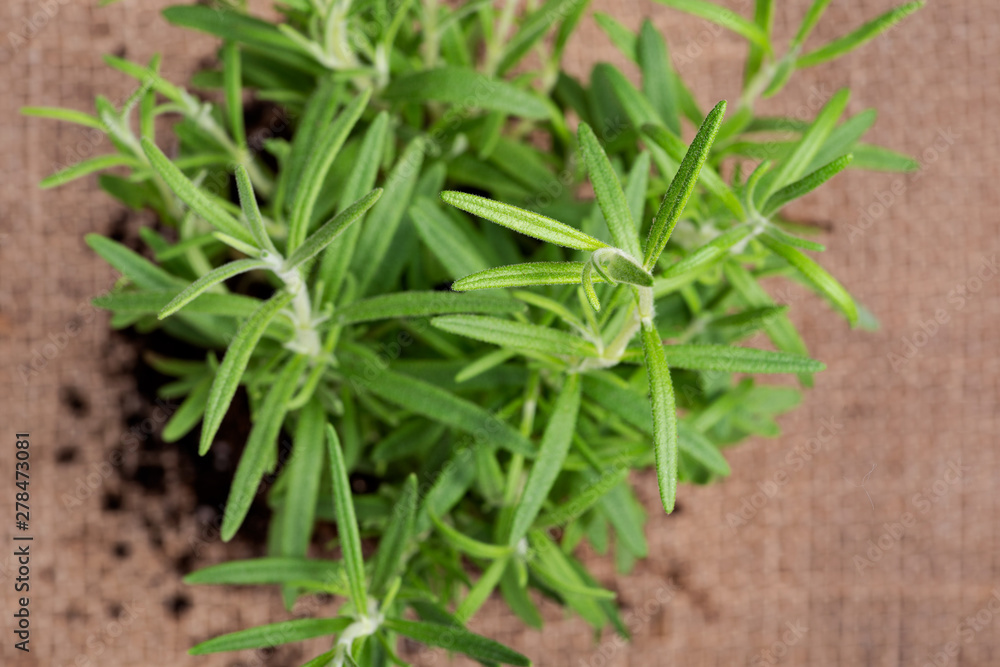 Organic Rosemary Plant with roots in fertilized soil isolated on natural burlap background. Rosmarinus officinalis in the mint family Lamiaceae. Organic Rosemary Plant with roots in fertilized soil isolated on natural burlap background. Rosmarinus officinalis in the mint family Lamiaceae.