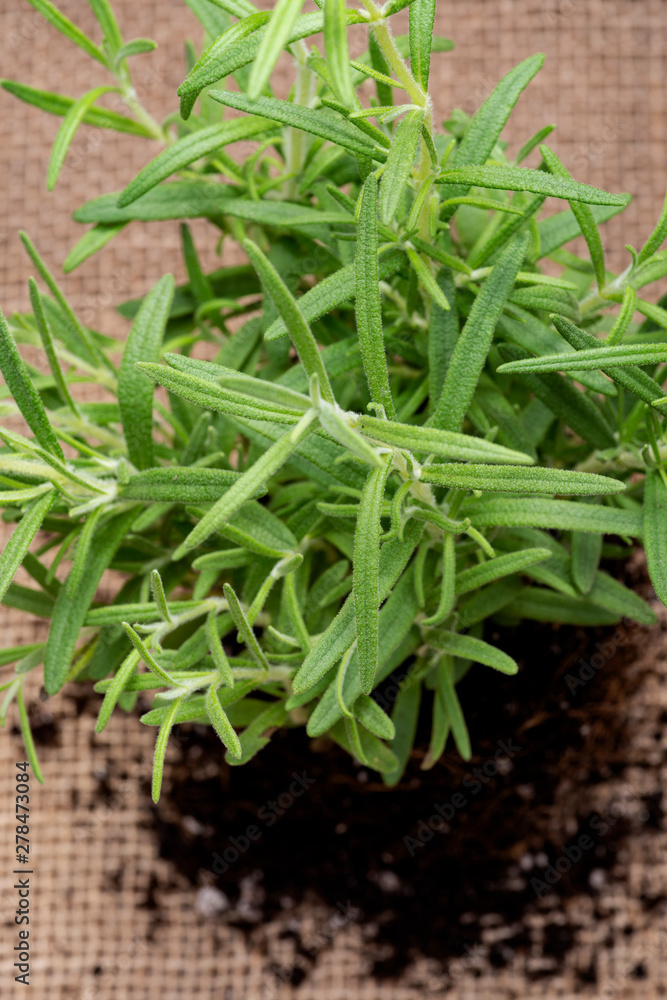 Organic Rosemary Plant with roots in fertilized soil isolated on natural burlap background. Rosmarinus officinalis in the mint family Lamiaceae. Organic Rosemary Plant with roots in fertilized soil isolated on natural burlap background. Rosmarinus officinalis in the mint family Lamiaceae.