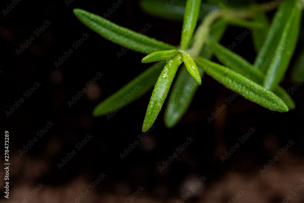 Macro shot of Organic Rosemary Plant stalks and leaves on black soil background. Rosmarinus officinalis in the mint family Lamiaceae. Macro shot of Organic Rosemary Plant stalks and leaves on black soil background. Rosmarinus officinalis in the mint family Lamiaceae.