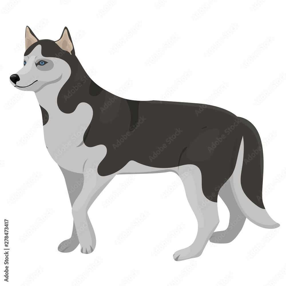 Husky breed dog. Vector graphics isolated on white background.