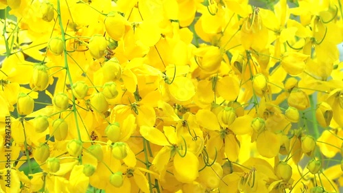 Golden shower tree has yellow bouquet flowers blooming on tree in garden moving by wind in spring4 photo