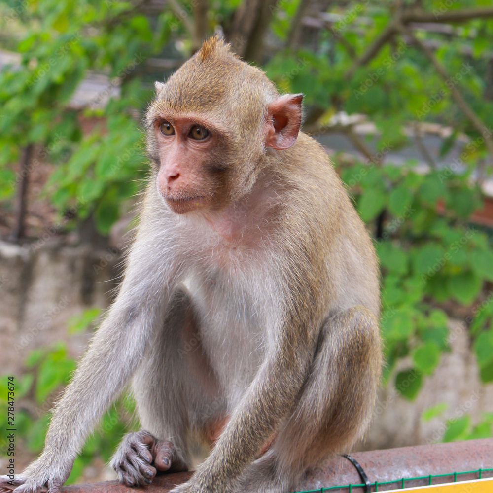 A cute monkey sitting on the steel fence. Animal life in natural forest image. A cute monkey sitting on the steel fence. Animal life in natural forest image.
