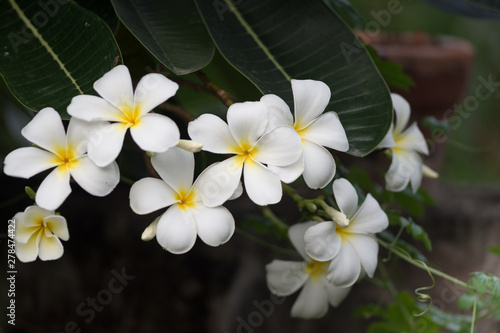 Frangipani flowers Close up beautiful Plumeria with green leaves.Blooming white plumeria rubra L flowers.