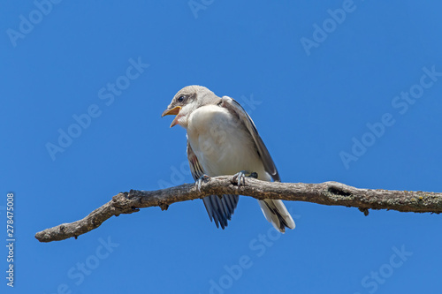 Tapet nestling of lesser grey shrike sitting on dry branch against blue sky