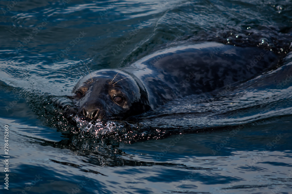 Fototapeta premium Seal