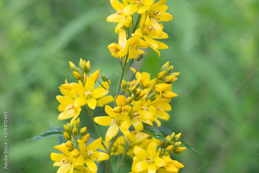 Obraz premium Lysimachia vulgaris, yellow loosestrife, garden loosestrife yel