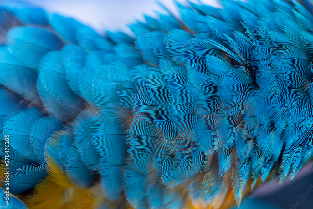Obraz premium Closeup blue and gold macaw feathers