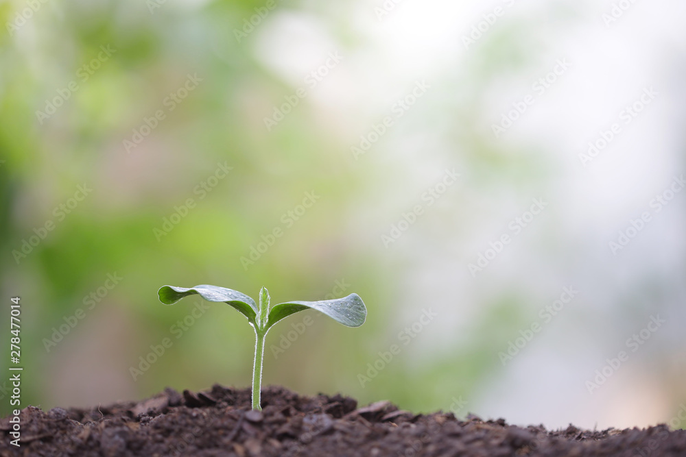 Young green sapling planting with water drop dew Young green sapling planting with water drop dew