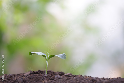 Young green sapling planting with water drop dew