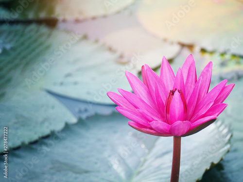 pink water lily at pond in the garden