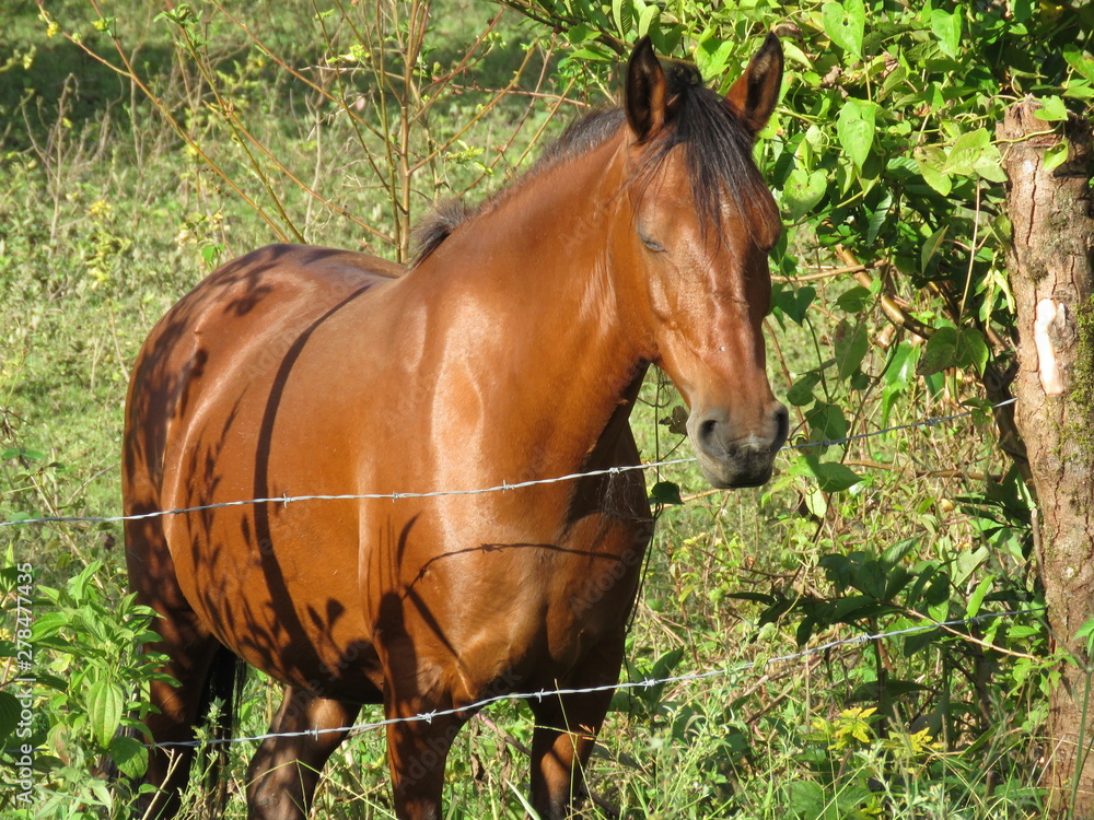 Fototapeta premium Caballo