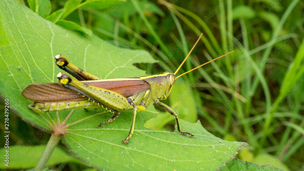 Grasshopper eating a tropical leaf. Grasshopper eating a tropical leaf.