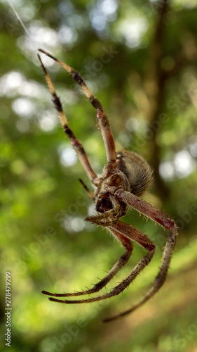 White Banded Spider hanging from web.