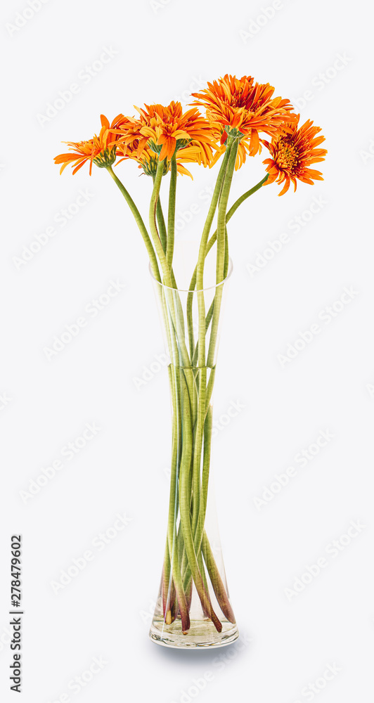 Obraz premium Orange flower in glass vase isolated on white wall background in office, Sweet Spring concept.