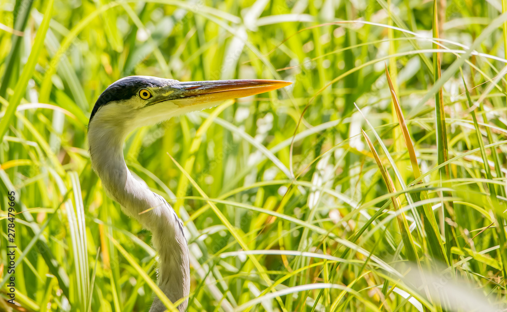 Portrait of a Great Blue Heron in the wild. Concept free-living birds in Germany. Portrait of a Great Blue Heron in the wild. Concept free-living birds in Germany.