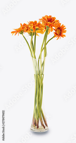 Orange flower in glass vase isolated on white wall background in office, Sweet Spring concept.
