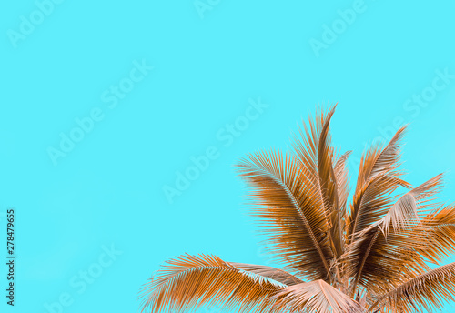 Tropical palm leaves on blue sky background for Summer concept and Spring lifestyle design with copy space.